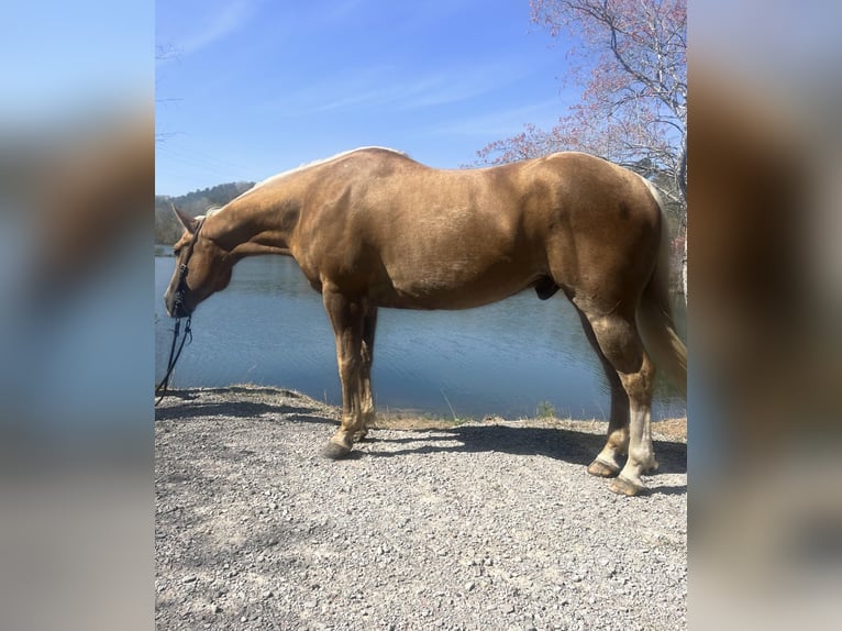 American Quarter Horse Ruin 9 Jaar Palomino in Haleyville Al