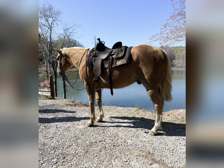 American Quarter Horse Ruin 9 Jaar Palomino in Haleyville Al