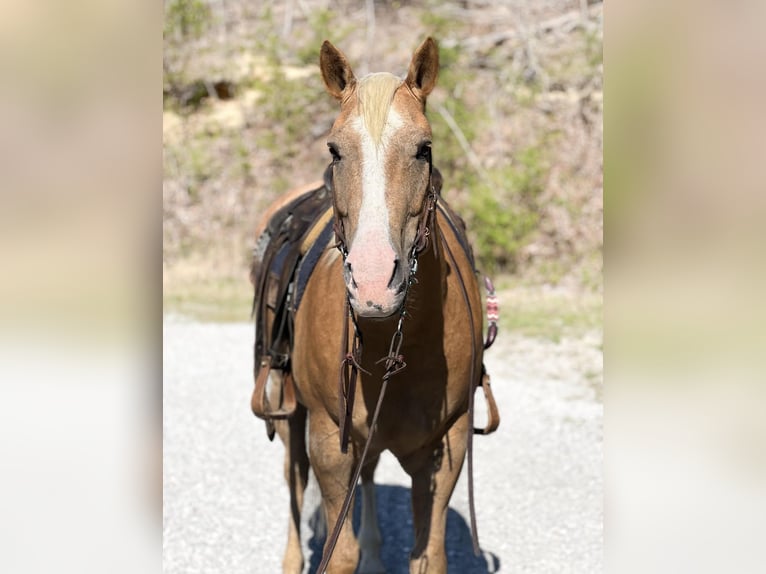 American Quarter Horse Ruin 9 Jaar Palomino in Haleyville Al