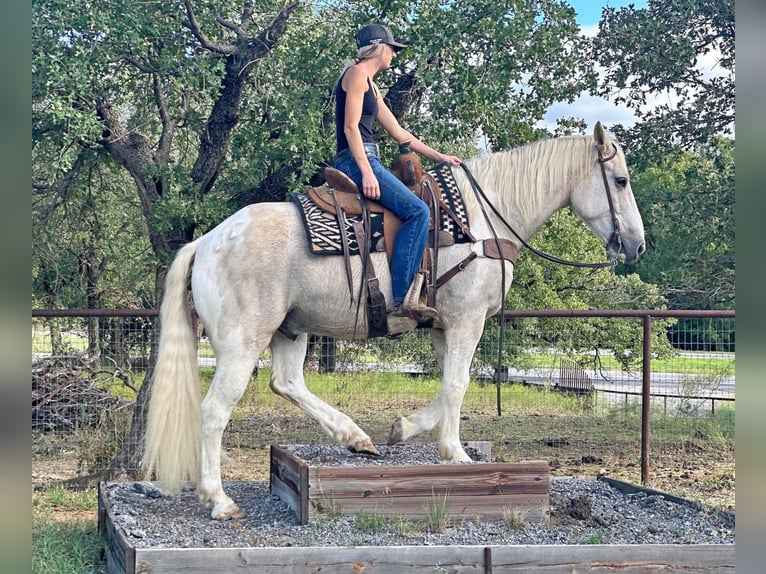 American Quarter Horse Ruin 9 Jaar Palomino in Jacksboro TX