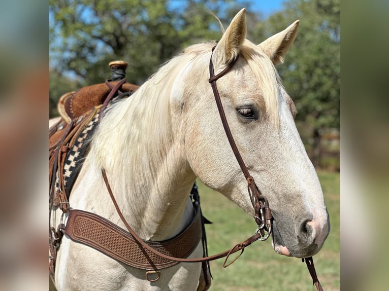 American Quarter Horse Ruin 9 Jaar Palomino in Jacksboro TX