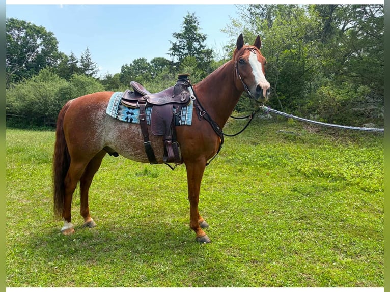 American Quarter Horse Ruin 9 Jaar Rabicano in Blairstown