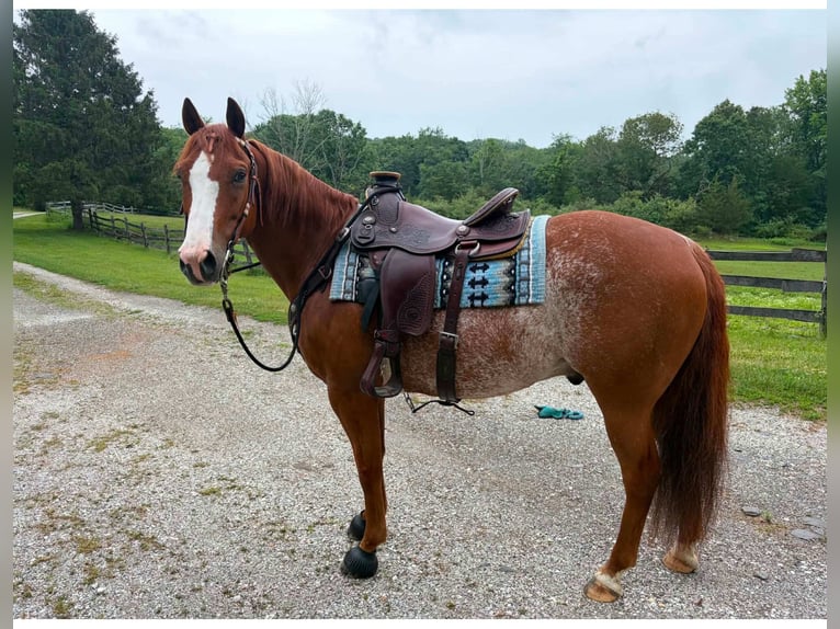 American Quarter Horse Ruin 9 Jaar Rabicano in Blairstown