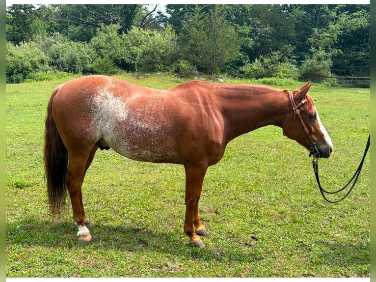 American Quarter Horse Ruin 9 Jaar Rabicano in Blairstown