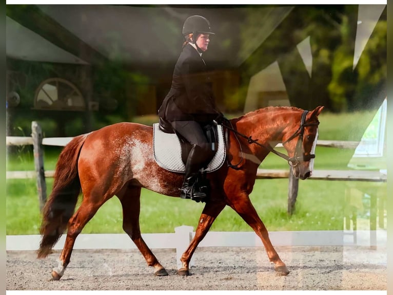 American Quarter Horse Ruin 9 Jaar Rabicano in Blairstown