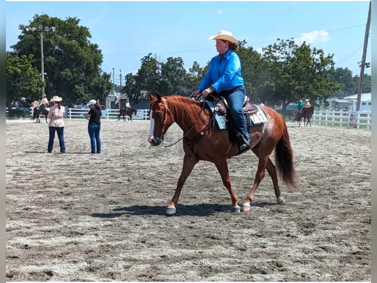 American Quarter Horse Ruin 9 Jaar Rabicano in Blairstown