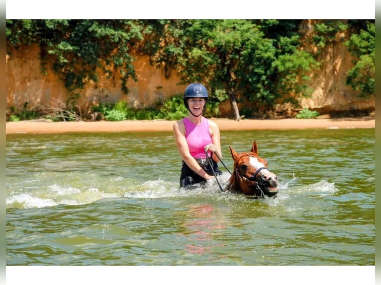 American Quarter Horse Ruin 9 Jaar Rabicano in Blairstown
