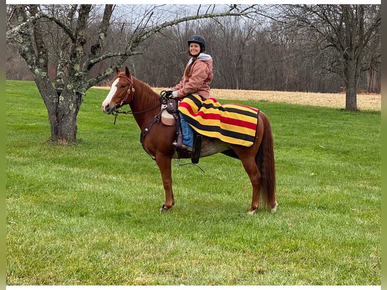 American Quarter Horse Ruin 9 Jaar Rabicano in Blairstown