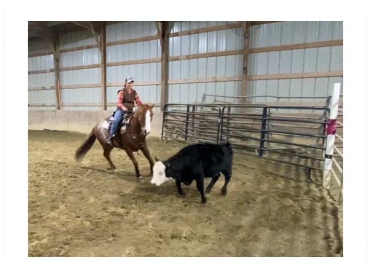 American Quarter Horse Ruin 9 Jaar Rabicano in Blairstown