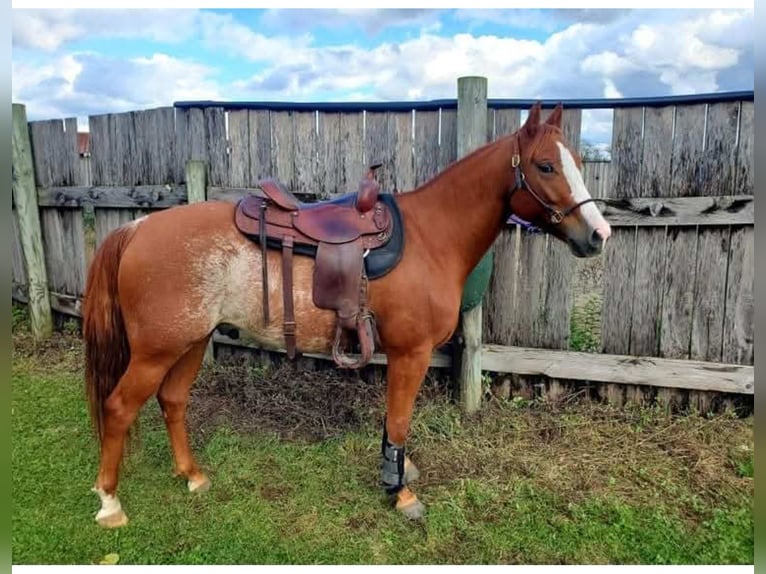 American Quarter Horse Ruin 9 Jaar Rabicano in Blairstown