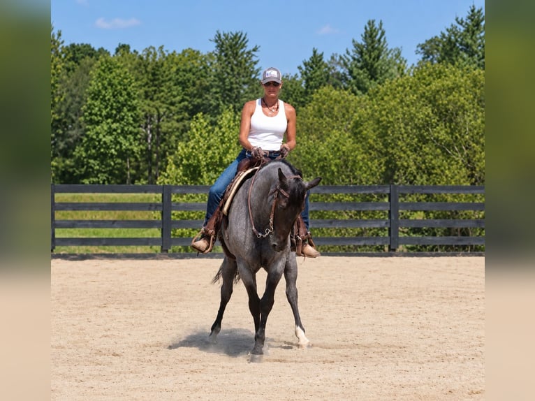 American Quarter Horse Ruin 9 Jaar Roan-Blue in Oxford