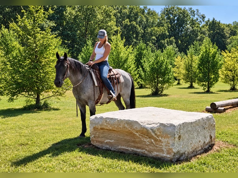 American Quarter Horse Ruin 9 Jaar Roan-Blue in Oxford