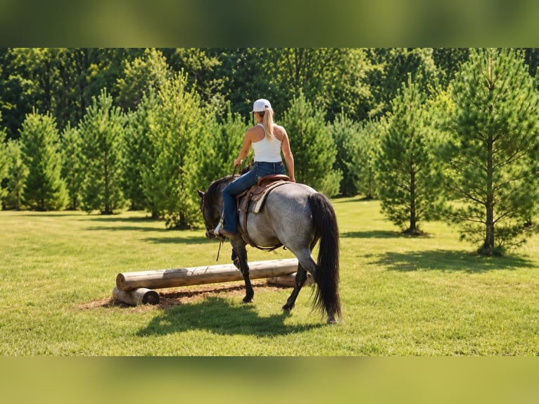 American Quarter Horse Ruin 9 Jaar Roan-Blue in Oxford