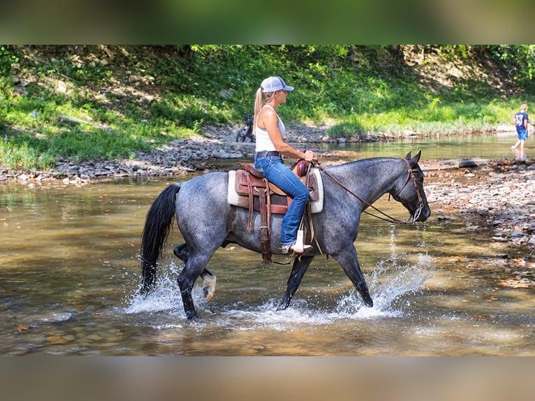 American Quarter Horse Ruin 9 Jaar Roan-Blue in Oxford