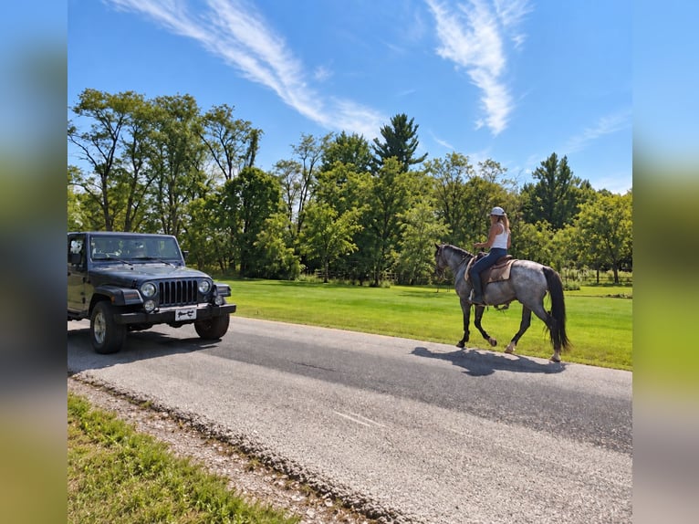 American Quarter Horse Ruin 9 Jaar Roan-Blue in Oxford
