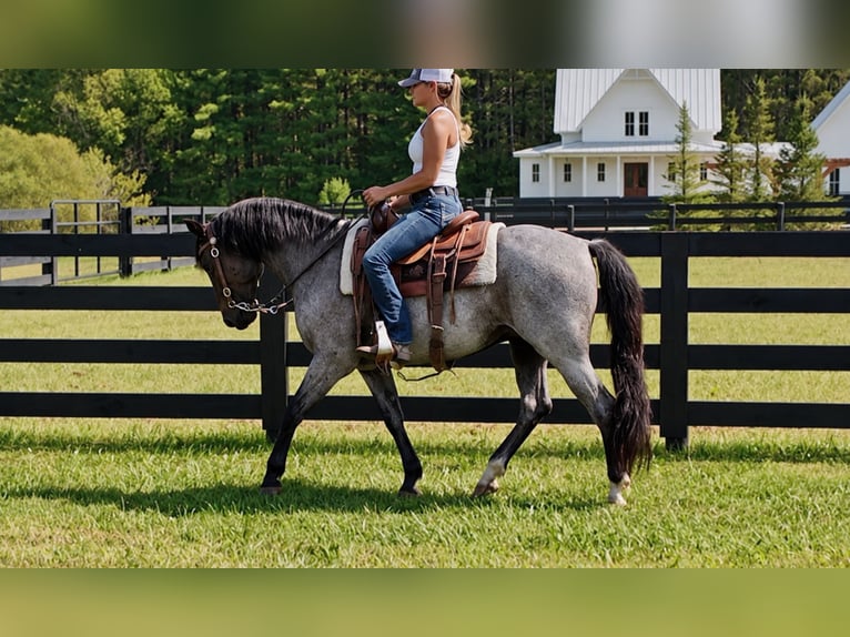 American Quarter Horse Ruin 9 Jaar Roan-Blue in Oxford
