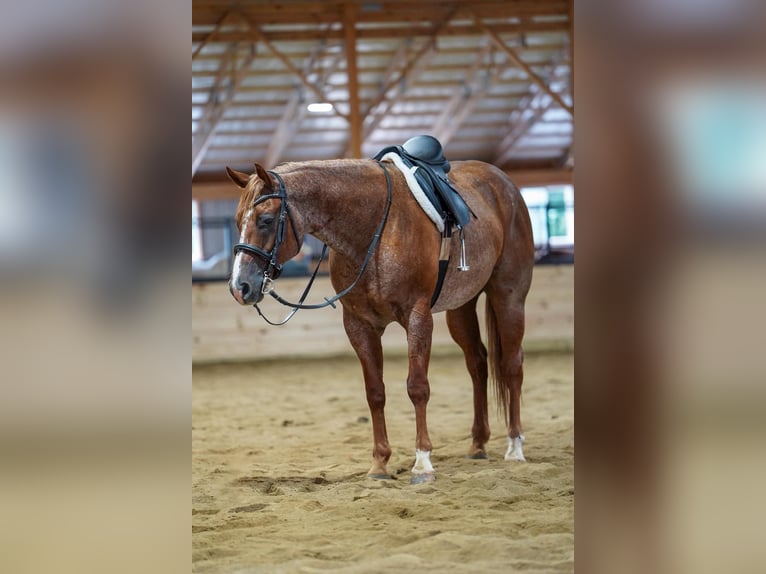 American Quarter Horse Ruin 9 Jaar Roan-Red in Clarion