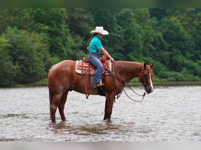 American Quarter Horse Ruin 9 Jaar Roan-Red in Clarion