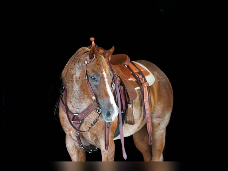 American Quarter Horse Ruin 9 Jaar Roan-Red in Clarion