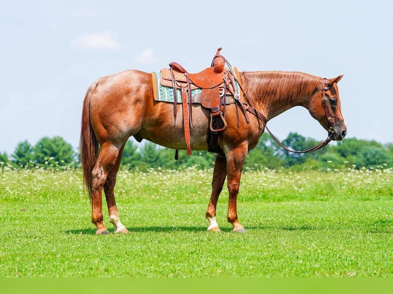 American Quarter Horse Ruin 9 Jaar Roan-Red in Clarion