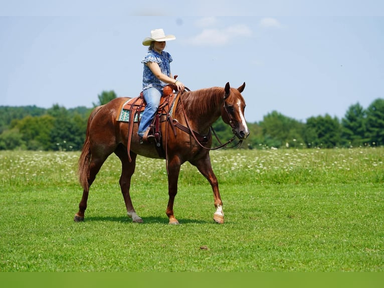 American Quarter Horse Ruin 9 Jaar Roan-Red in Clarion