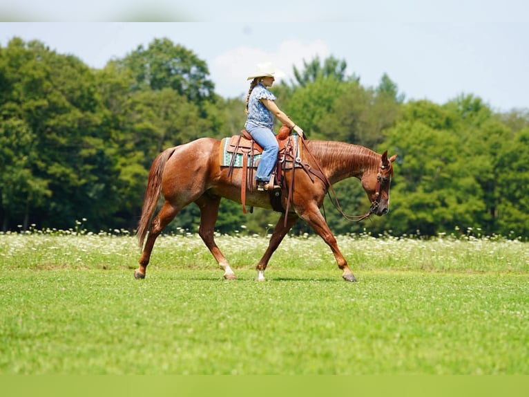 American Quarter Horse Ruin 9 Jaar Roan-Red in Clarion