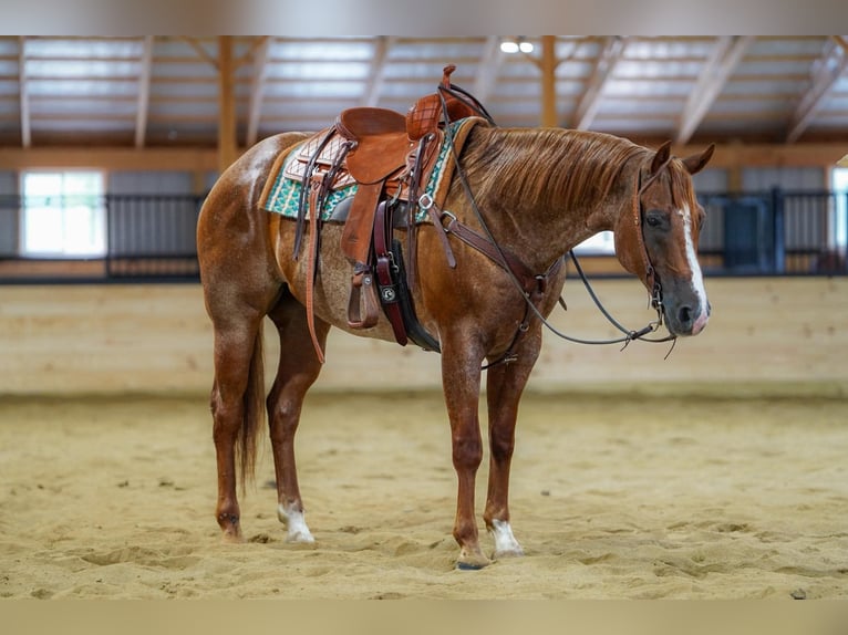 American Quarter Horse Ruin 9 Jaar Roan-Red in Clarion