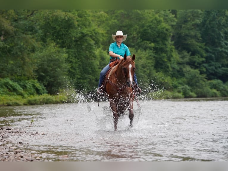 American Quarter Horse Ruin 9 Jaar Roan-Red in Clarion