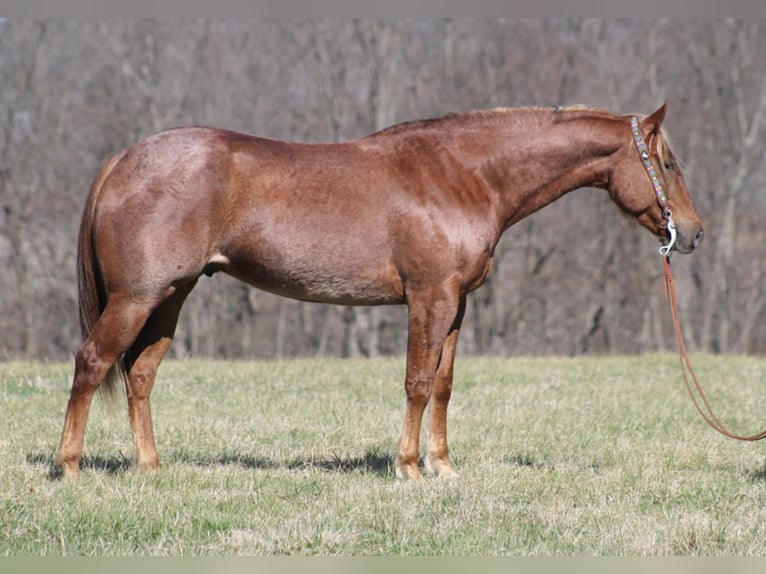 American Quarter Horse Ruin 9 Jaar Roan-Red in Mount Vernon KY