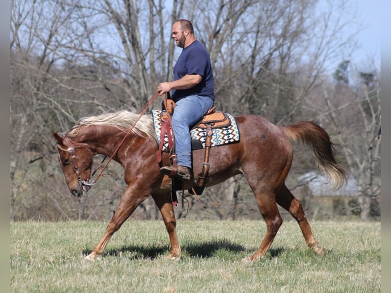 American Quarter Horse Ruin 9 Jaar Roan-Red in Mount Vernon KY