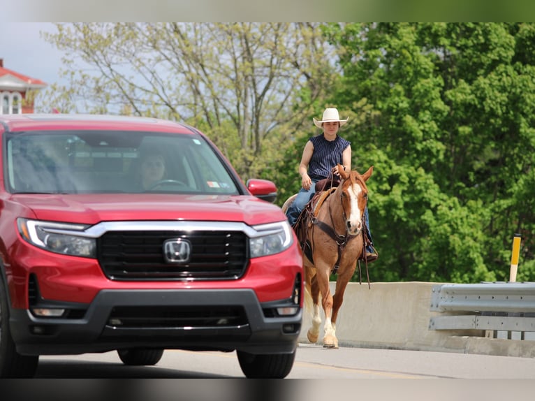 American Quarter Horse Ruin 9 Jaar Roan-Red in Clarion
