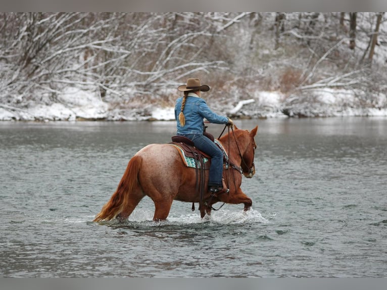 American Quarter Horse Ruin 9 Jaar Roan-Red in Clarion