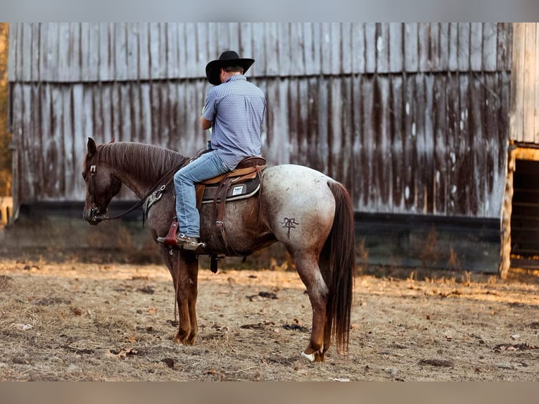 American Quarter Horse Ruin 9 Jaar Roan-Red in Santa Fe, TN