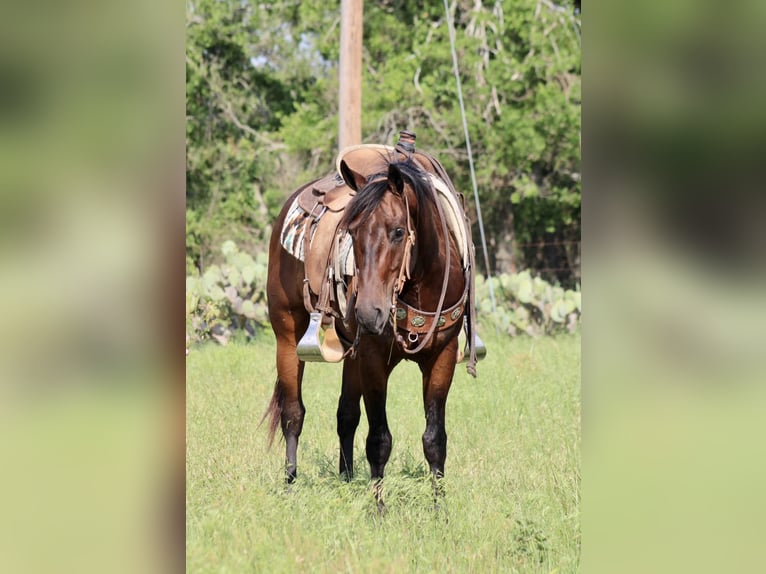 American Quarter Horse Ruin 9 Jaar Roodbruin in Morgan Mill TX