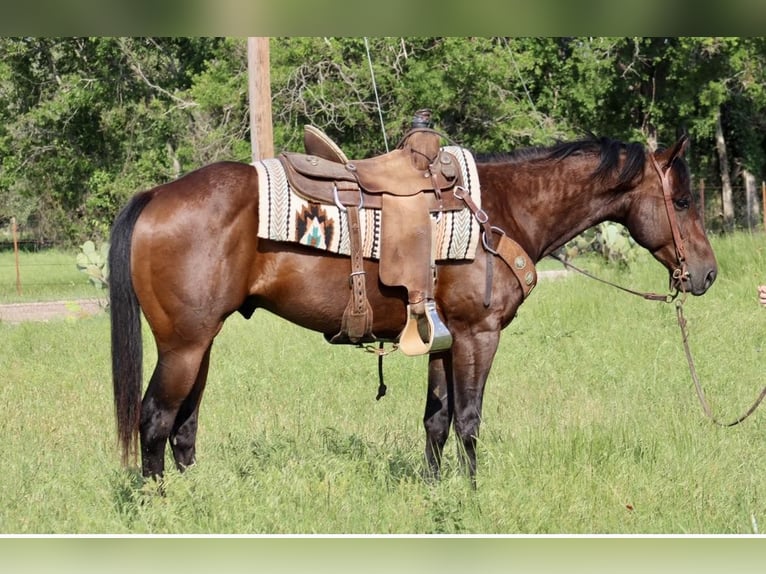 American Quarter Horse Ruin 9 Jaar Roodbruin in Morgan Mill TX