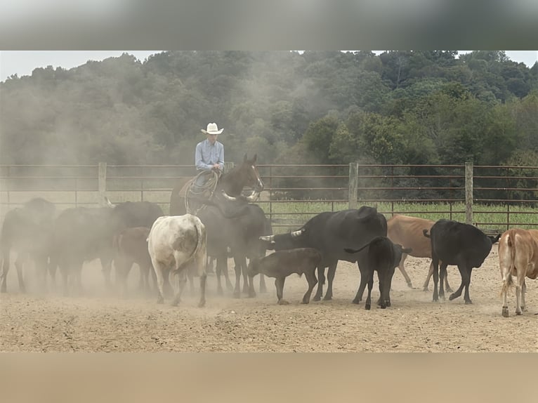 American Quarter Horse Ruin 9 Jaar Roodbruin in Henderson