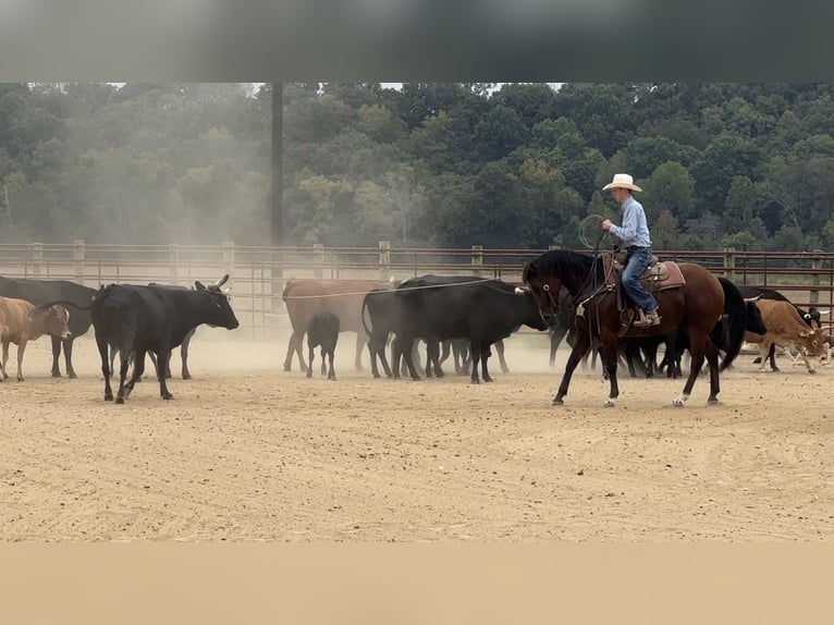 American Quarter Horse Ruin 9 Jaar Roodbruin in Henderson