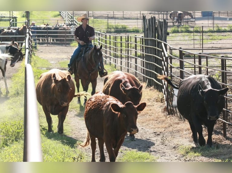 American Quarter Horse Ruin 9 Jaar Roodbruin in Henderson