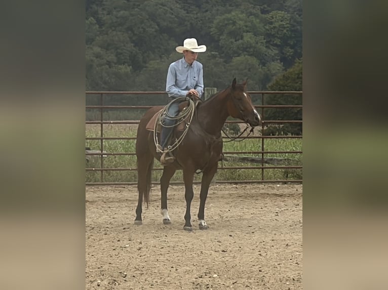 American Quarter Horse Ruin 9 Jaar Roodbruin in Henderson