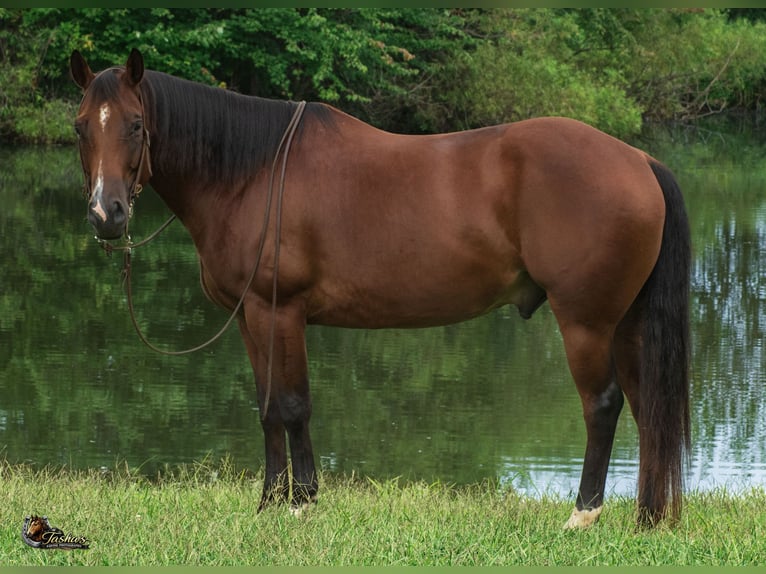 American Quarter Horse Ruin 9 Jaar Roodbruin in Henderson