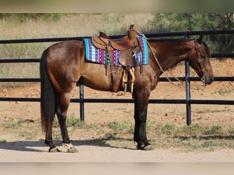 American Quarter Horse Ruin 9 Jaar Roodbruin in Stephenville TX