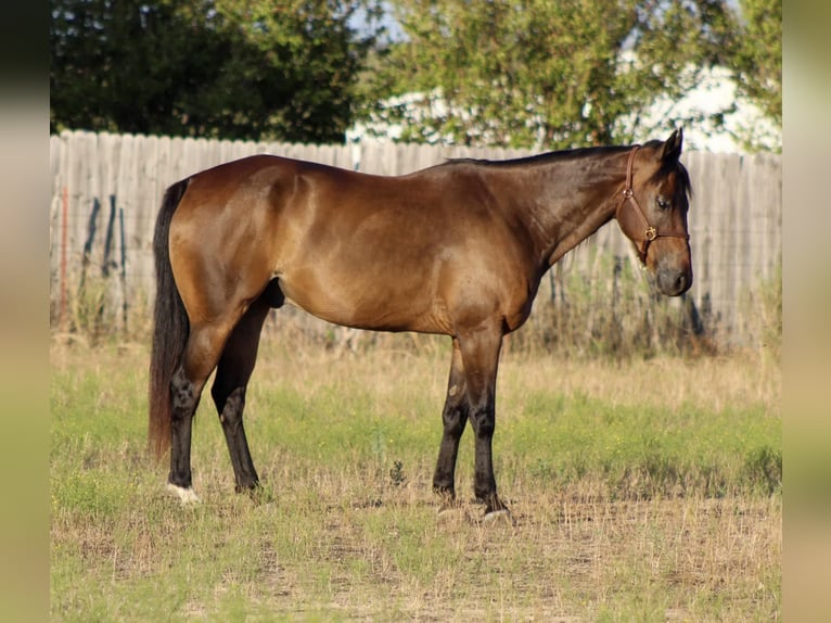 American Quarter Horse Ruin 9 Jaar Roodbruin in Stephenville TX