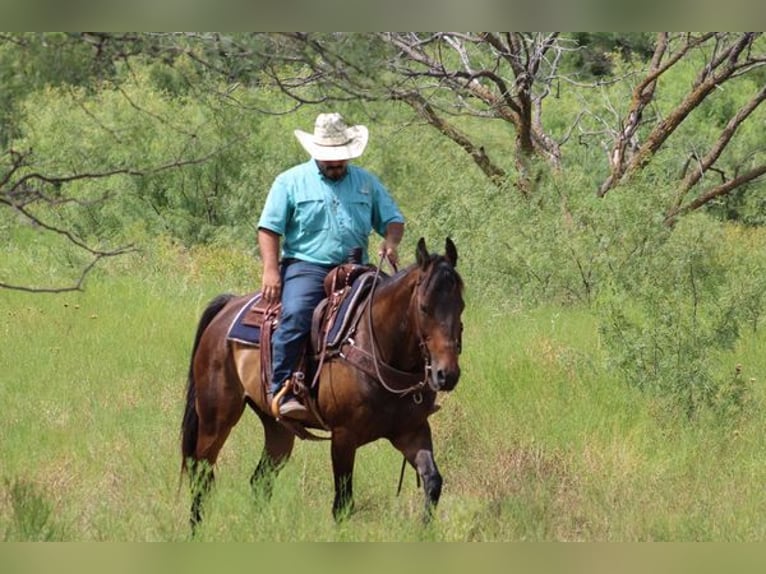 American Quarter Horse Ruin 9 Jaar Roodbruin in Stephenville TX