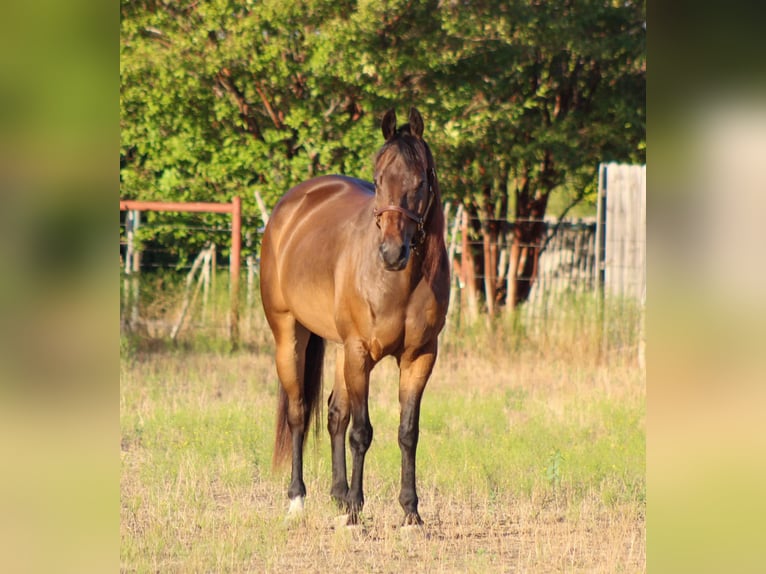 American Quarter Horse Ruin 9 Jaar Roodbruin in Stephenville TX