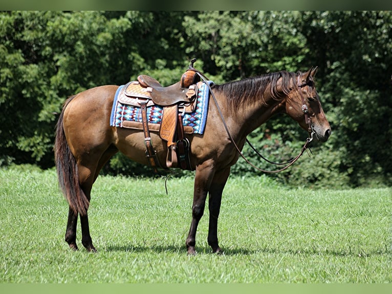 American Quarter Horse Ruin 9 Jaar Roodbruin in Somerset, KY