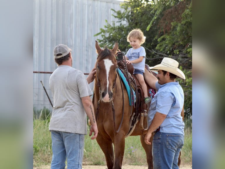 American Quarter Horse Ruin 9 Jaar Roodbruin in Stephenville Tx