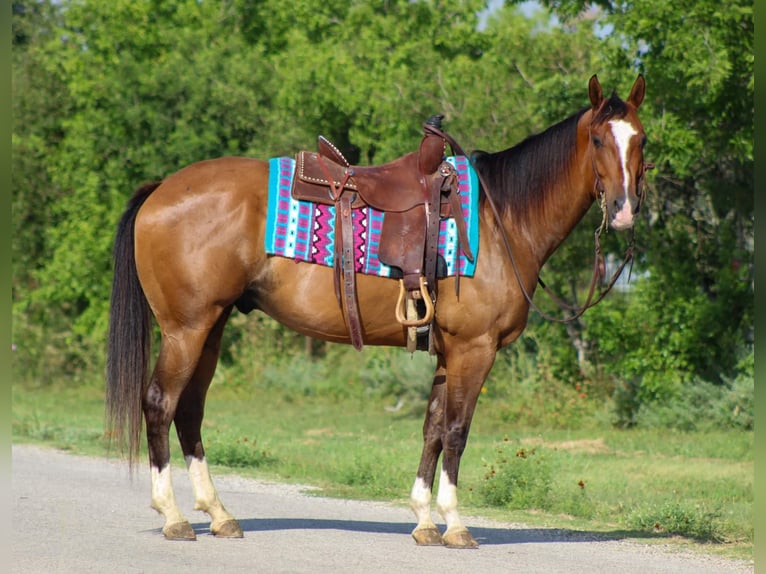 American Quarter Horse Ruin 9 Jaar Roodbruin in Stephenville Tx