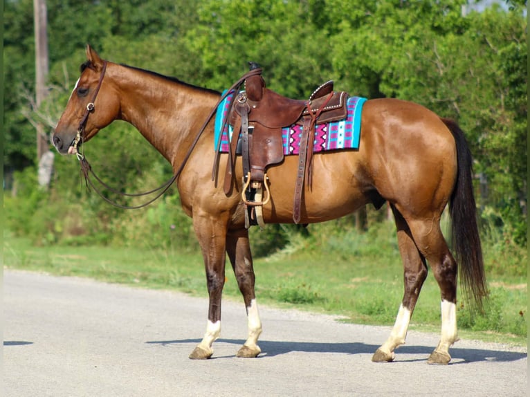 American Quarter Horse Ruin 9 Jaar Roodbruin in Stephenville Tx