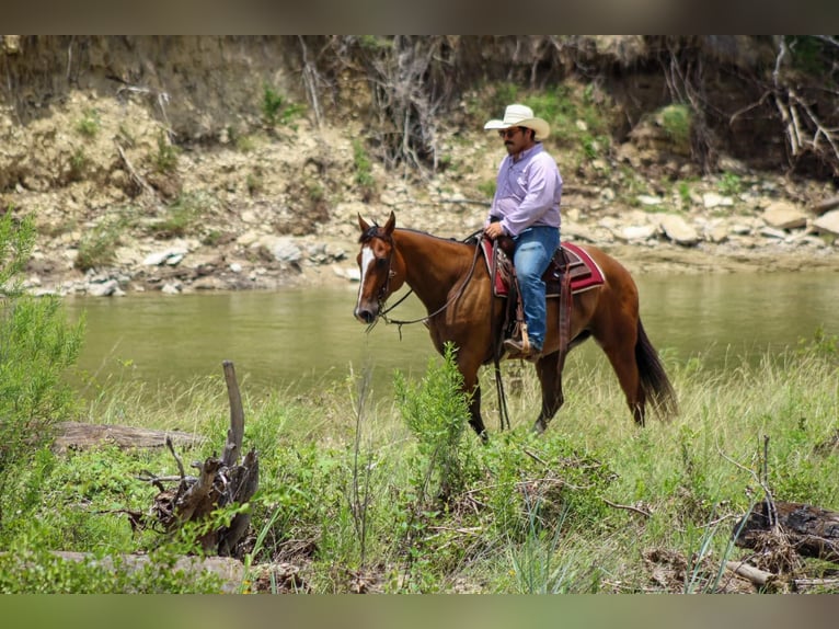 American Quarter Horse Ruin 9 Jaar Roodbruin in Stephenville Tx