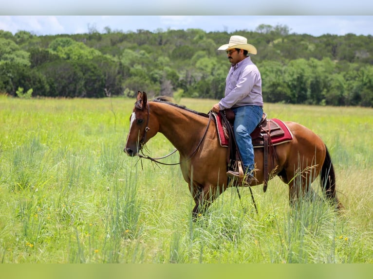 American Quarter Horse Ruin 9 Jaar Roodbruin in Stephenville Tx